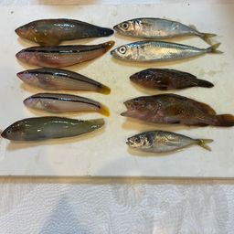 キュウセン