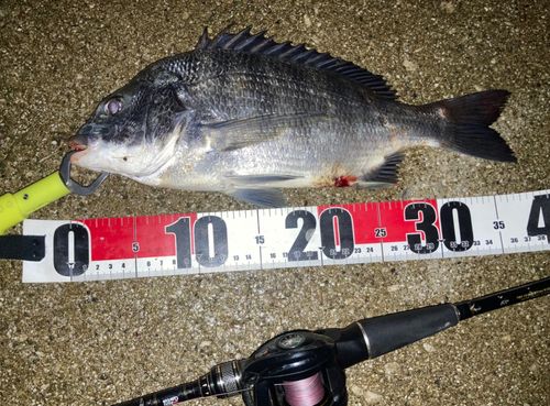 チヌの釣果