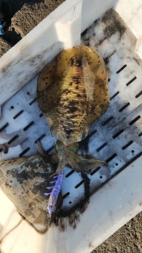 アオリイカの釣果