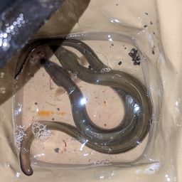 ウナギ