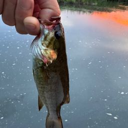 スモールマウスバス