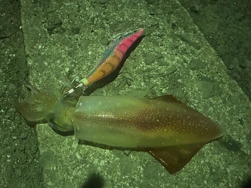 ケンサキイカの釣果