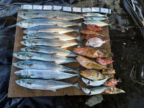 サゴシの釣果
