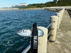 サバの釣果