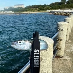 サバ