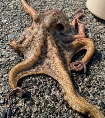 タコ