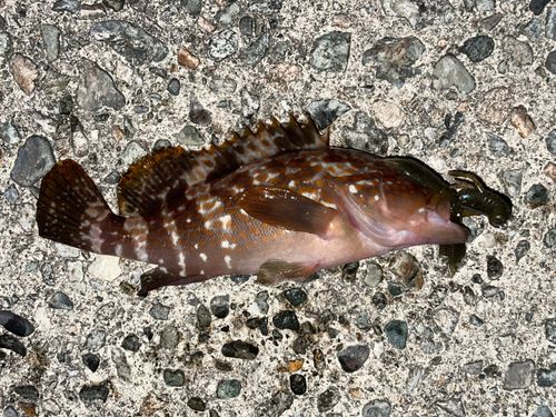 キジハタの釣果