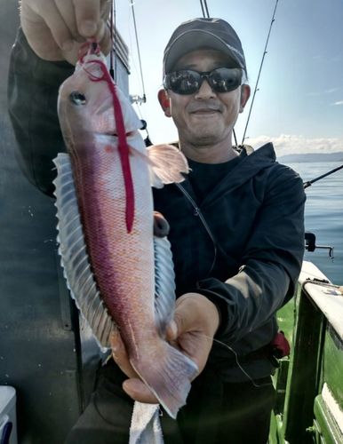 シロアマダイの釣果