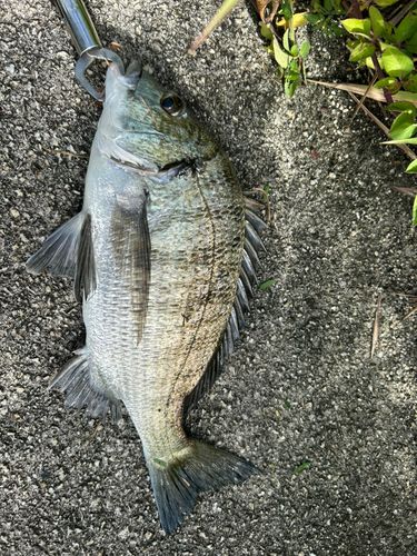 ミナミクロダイの釣果