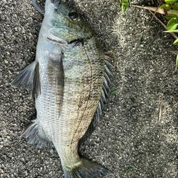 ミナミクロダイ