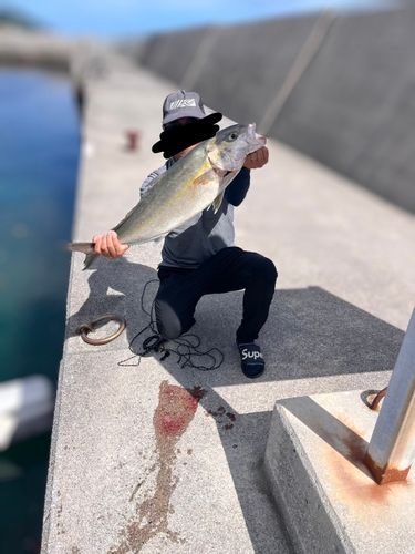 カンパチの釣果