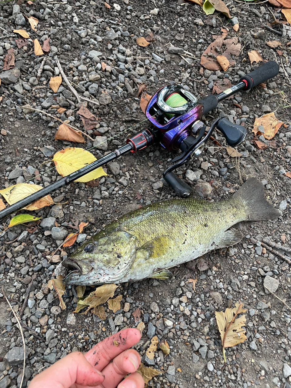 スモールマウスバス