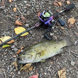 スモールマウスバス