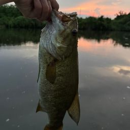 スモールマウスバス