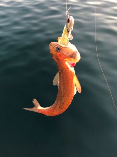 エソの釣果