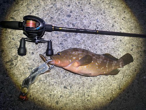 アコウの釣果