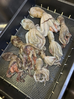 タコの釣果