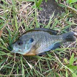 ブルーギル