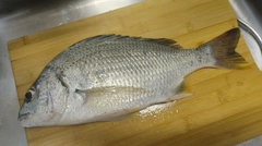 キビレの釣果