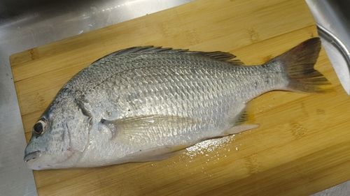 キビレの釣果