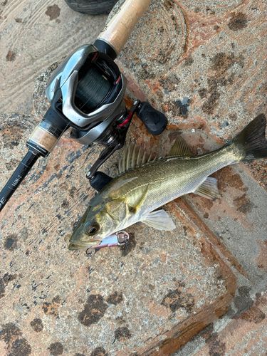 セイゴ（マルスズキ）の釣果