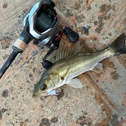 セイゴ（マルスズキ）