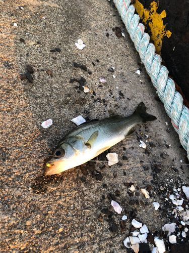 セイゴ（ヒラスズキ）の釣果