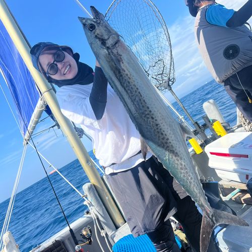 サワラの釣果