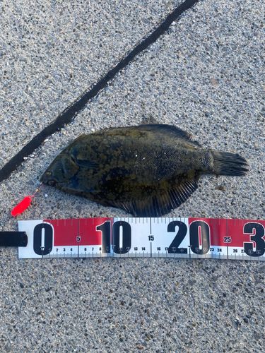 クロガシラガレイの釣果