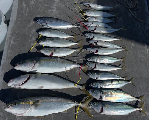 ハマチの釣果