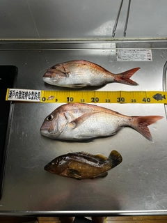 マダイの釣果