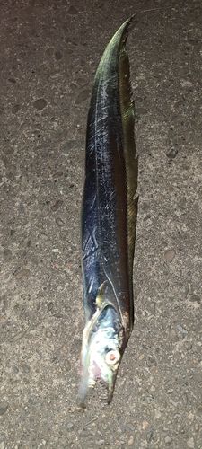 タチウオの釣果