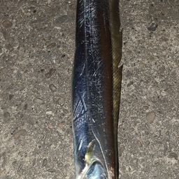 タチウオ