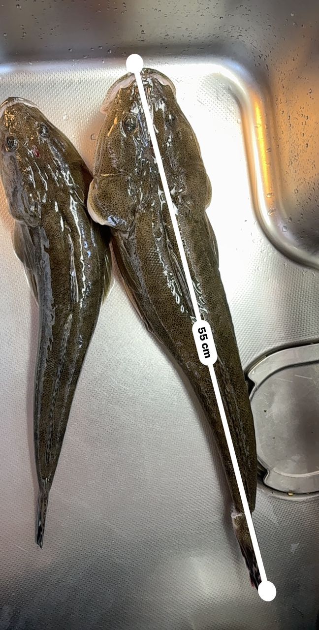 変態魚おやじさんの釣果 2枚目の画像