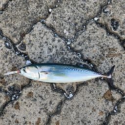 ソウダガツオ