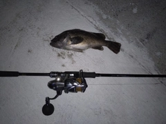 ソイの釣果