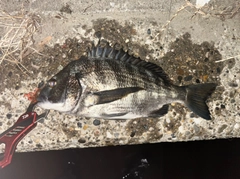 チヌの釣果