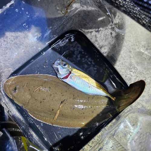 シタビラメの釣果