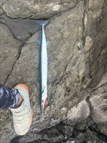 ダツの釣果