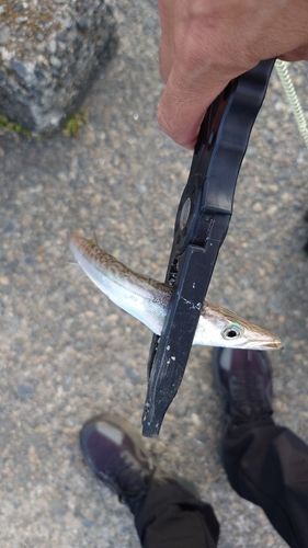 カマスの釣果