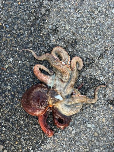 タコの釣果