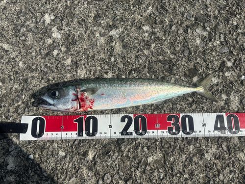 サバの釣果