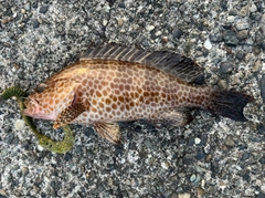 オオモンハタの釣果