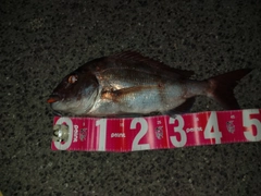 タイの釣果