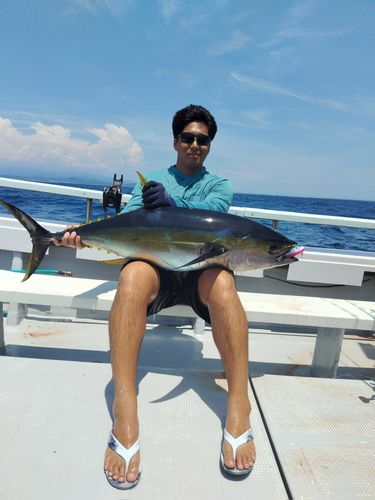 キハダマグロの釣果