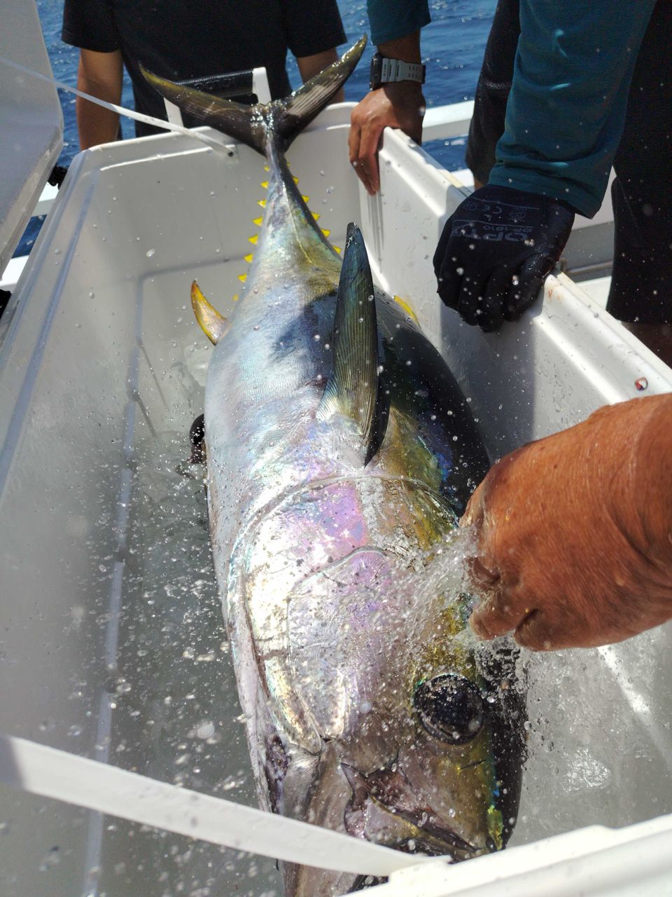 秋谷港@清四郎丸さんの釣果 3枚目の画像