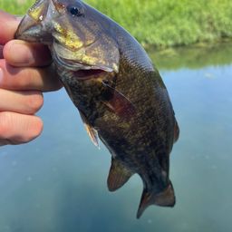 スモールマウスバス