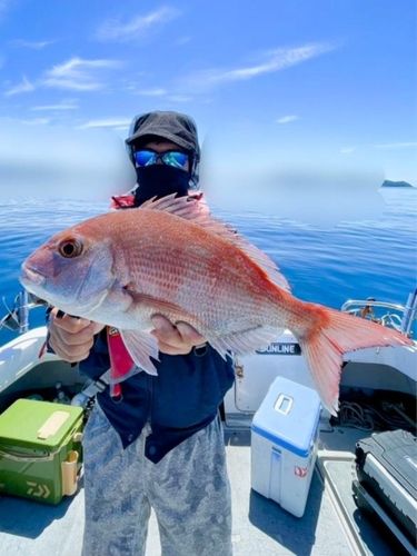 マダイの釣果