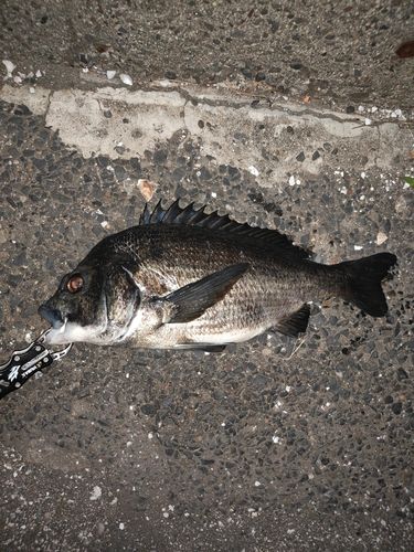 クロダイの釣果