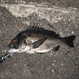 クロダイ